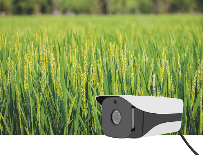 Internet of Things crop growth timing capture analysis system