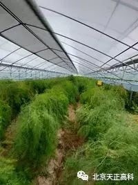 天正高科 水肥一体化技术亮相安徽萧县农业基地