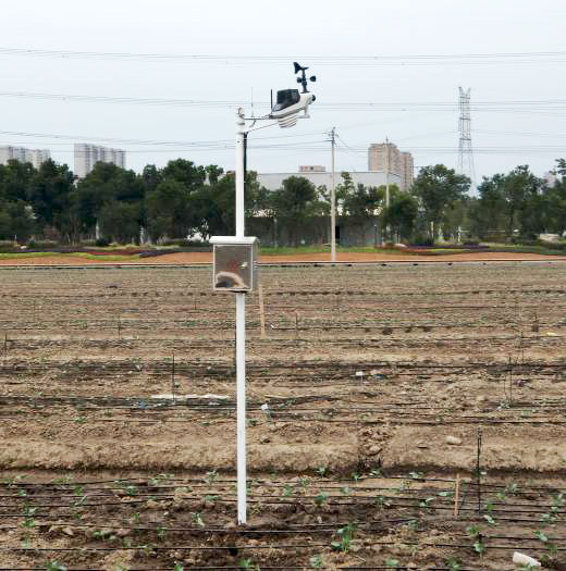 Internet of Things Cauliflower Nutrition Experimental Area Intelligent Water and Fertilizer Integration Project