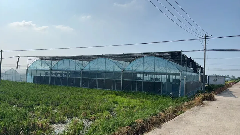 天正高科 洪湖市再生稻智慧农业示范田建设项目