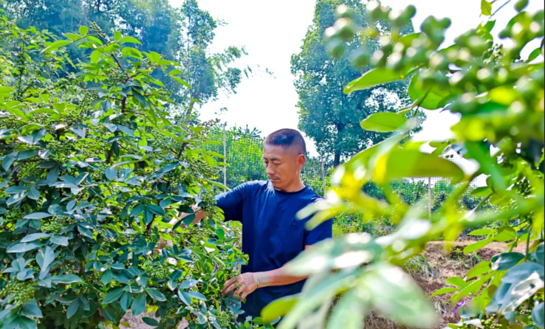 天正高科 四年老项目回访—重庆江津花椒标准化生产核心示范园