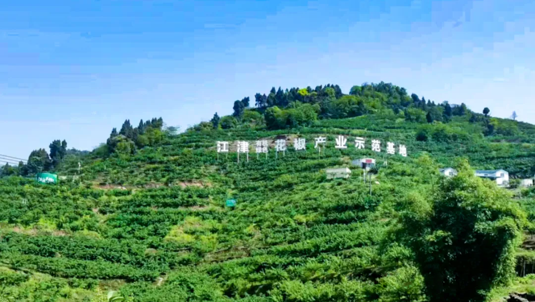 四年老项目回访—重庆江津花椒标准化生产核心示范园