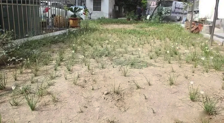 天正高科 北京西城区社区绿地节水微喷改造工程